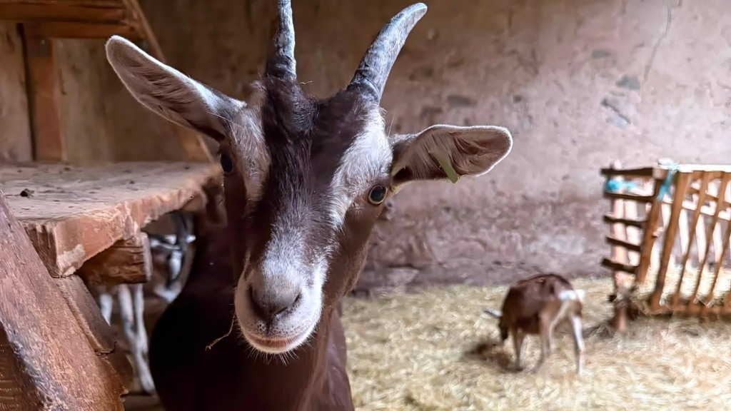 Besuch im Ziegenstall