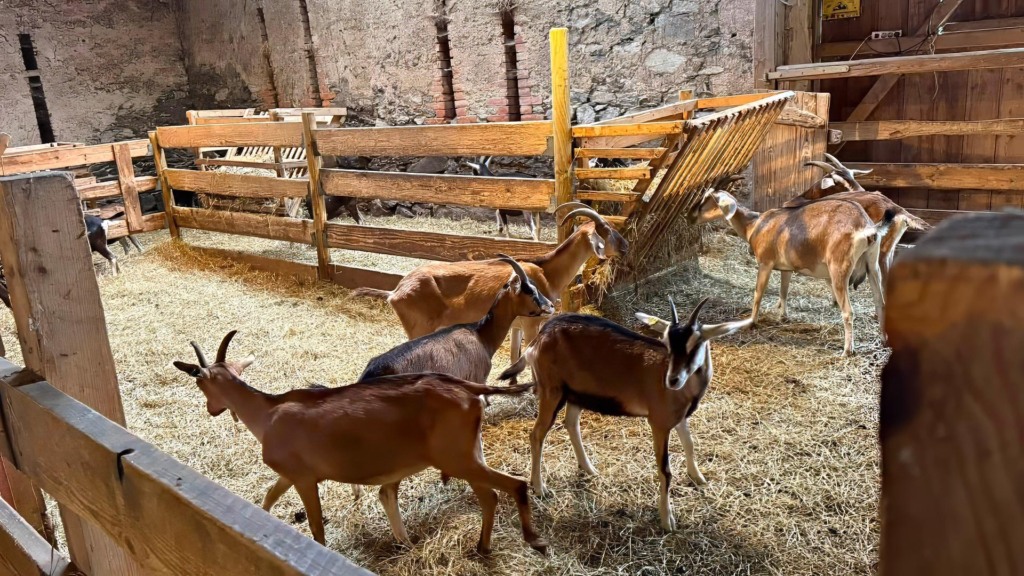 Besuch im Ziegenstall